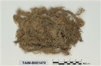 藏品(泥炭苔屬)的圖片